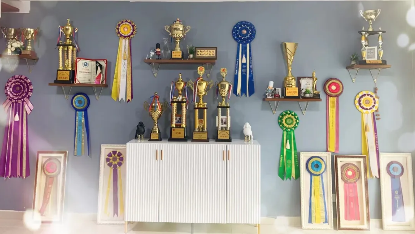 荣誉展示 荣誉展示