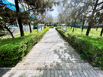 林荫道 林荫道