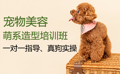 郑州宠物美容萌系造型培训课程