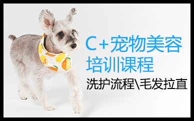 郑州宠物美容C+萌系连读培训课程