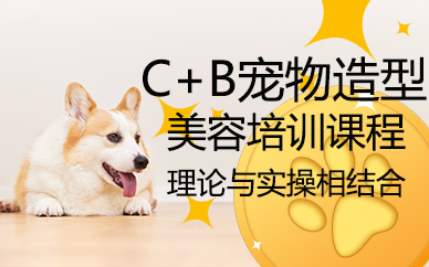 郑州宠物美容C+B连读培训课程