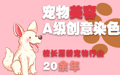 南京宠物美容A级创意染色班
