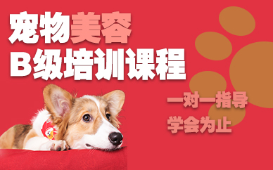 南京宠物美容B级培训课程