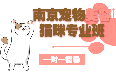 南京宠物美容猫咪专业班