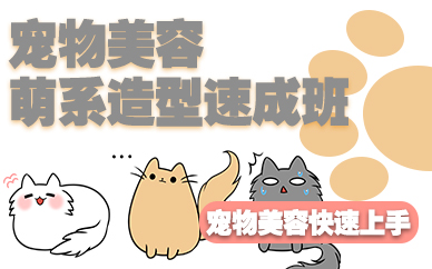 南京宠物美容萌系造型速成班