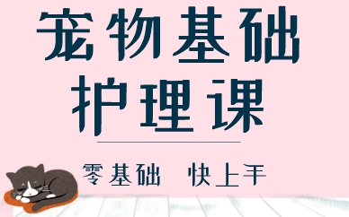 福州宠物基础护理课