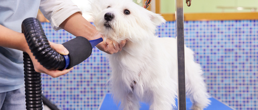 摄图网_501808059_wx_宠物店美容技师给狗狗吹毛特写（企业商用）