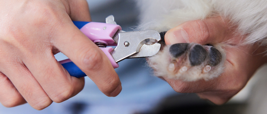 摄图网_501808128_wx_宠物店女性技师给宠物狗修剪指甲特写（企业商用）