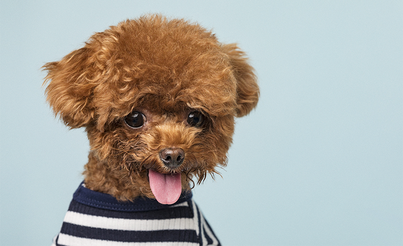 长沙宠物美容B级进阶培训班