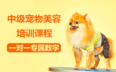 北京中级宠物美容培训课程