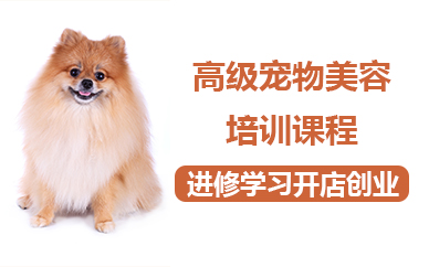 北京高级宠物美容培训课程