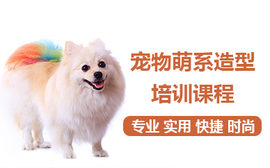 北京宠物萌系造型培训课程