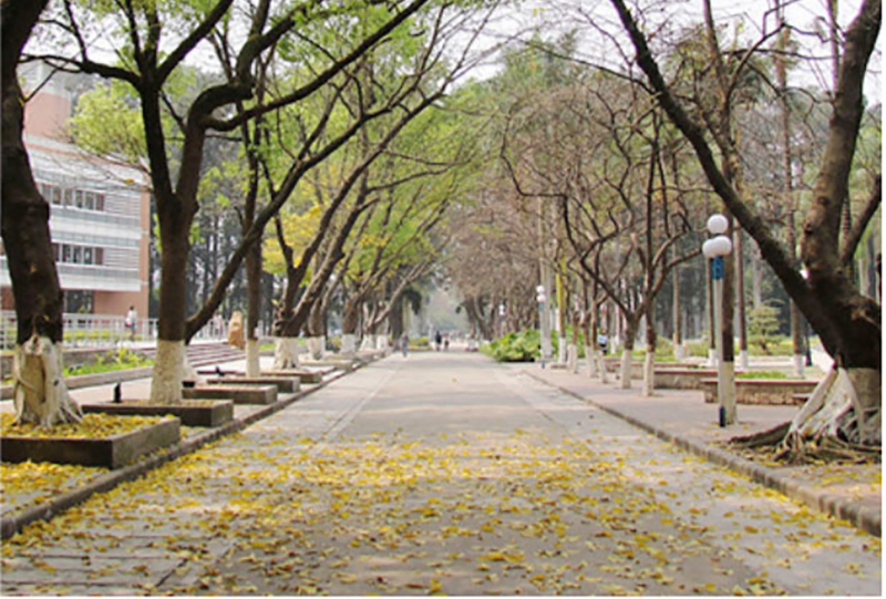林荫道路 林荫道路