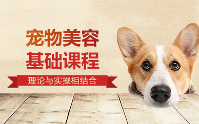 杭州宠物美容基础课程