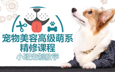 杭州宠物美容高级萌系精修课程