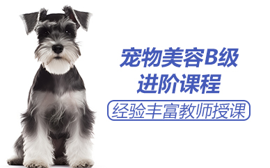 杭州宠物美容B级进阶课程
