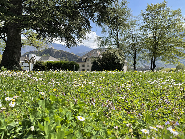 瑞士锡永校园草地