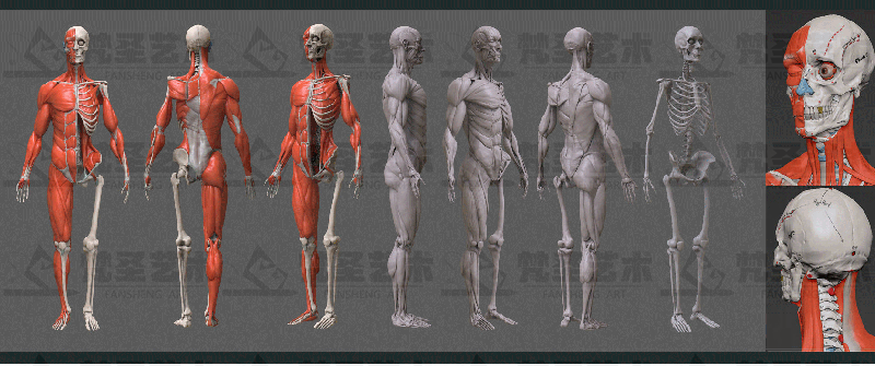 人体结构基础 人体结构基础