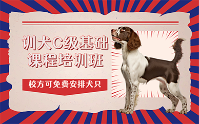 广州训犬C级基础课程培训班