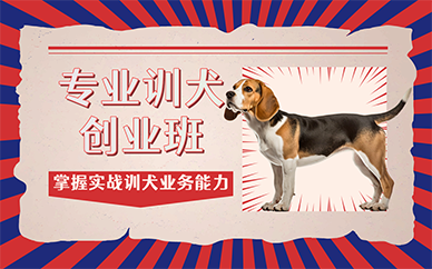 广州专业训犬创业班