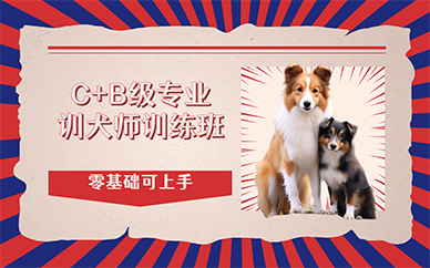 广州C+B级专业训犬师训练班
