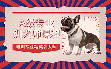 广州A级专业训犬师课程