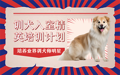 广州训犬入室精英培训计划