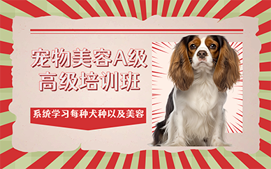 广州宠物美容A级高级培训班