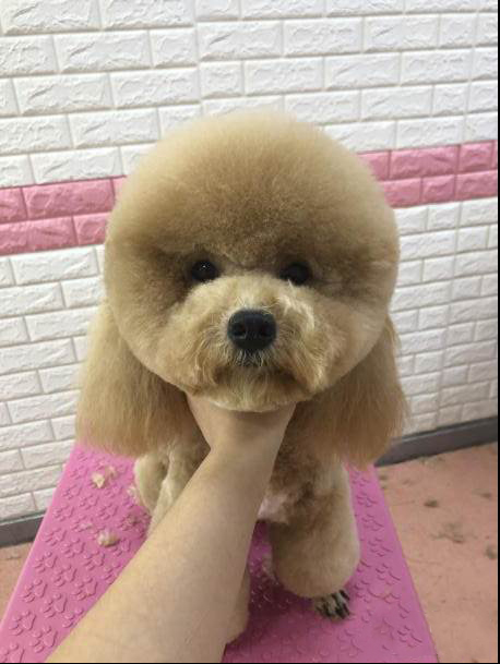 黄小姐宠物美容师C级