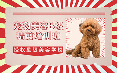 广州宠物美容B级精剪培训班