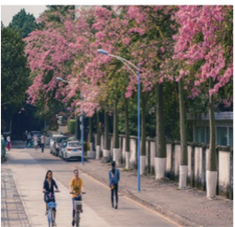 校园风景 校园风景