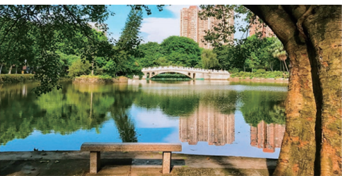 荷塘风光 荷塘风光