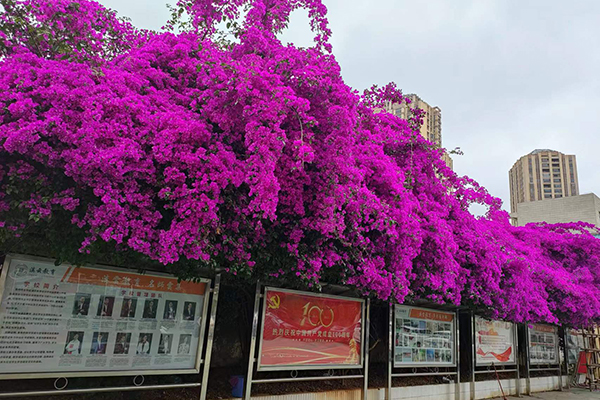 校園綠化 校園綠化
