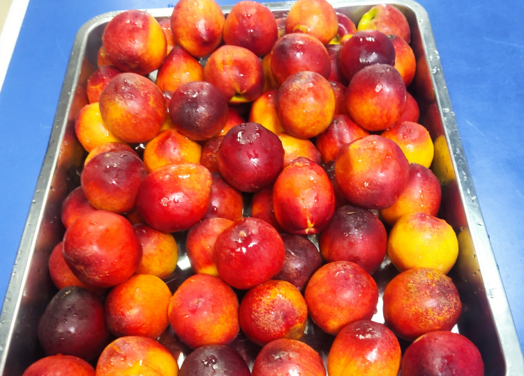 飲食條件 飲食條件