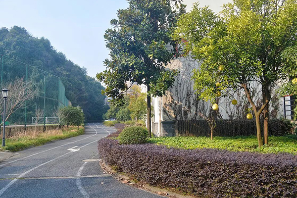 绿化 绿化