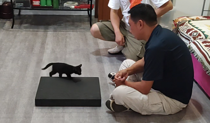 北京調良寵物學校師資怎樣？團隊實力如何？