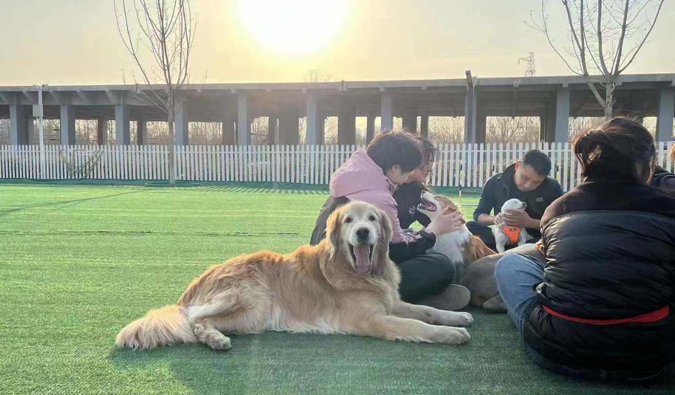 寵物培訓學什么？學習內容有哪些？