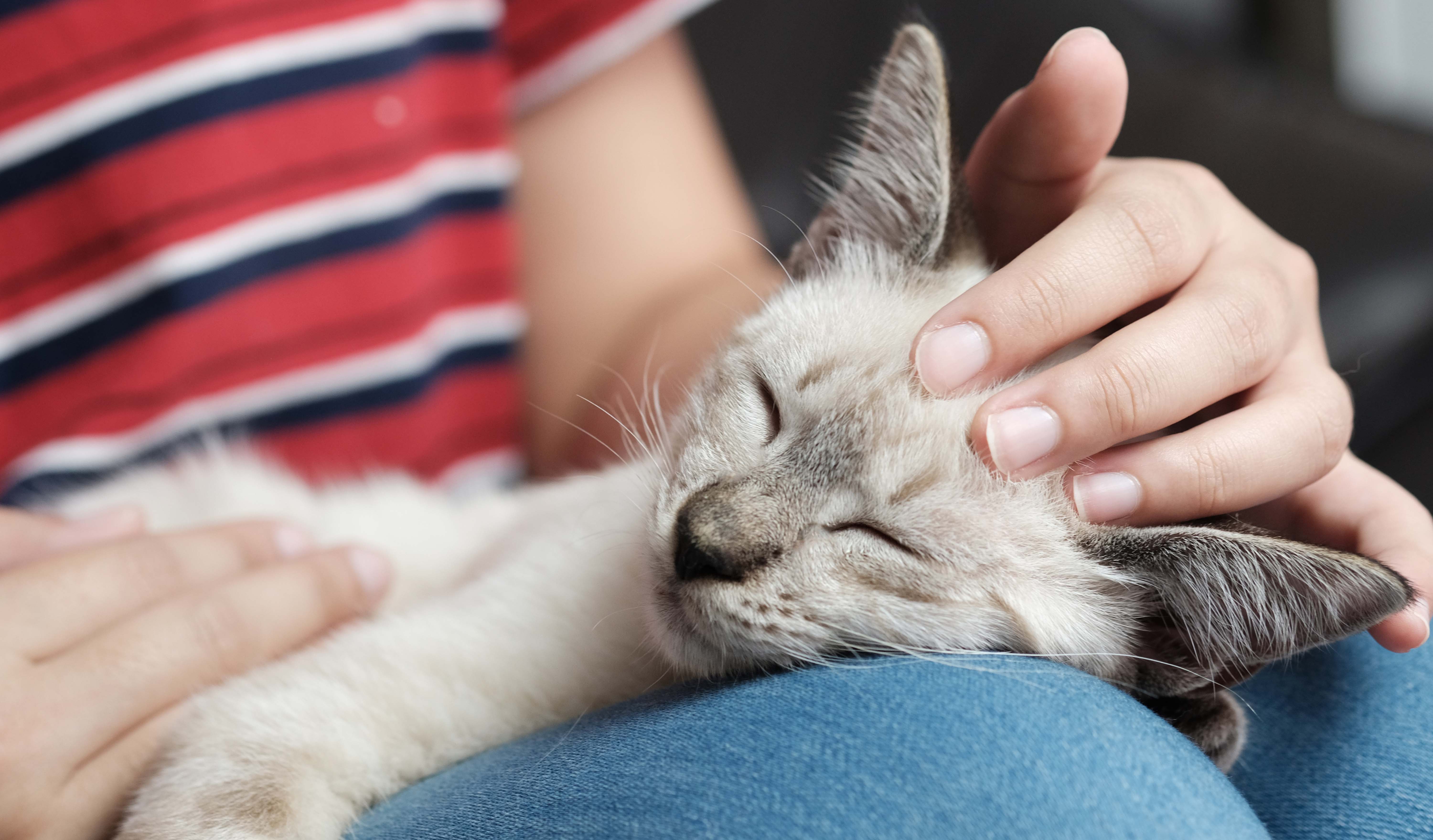 寵物訓練師好不好就業(yè)？職業(yè)發(fā)展前景怎樣？