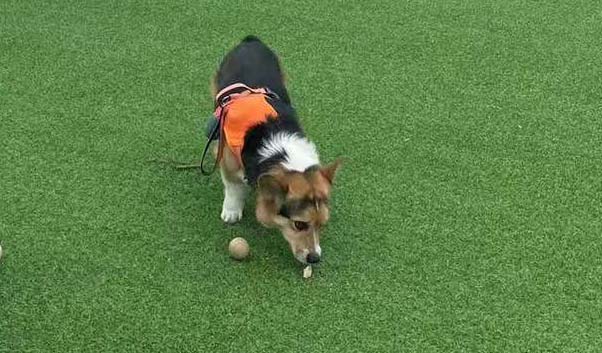 寵物怎么訓練？有什么方法？