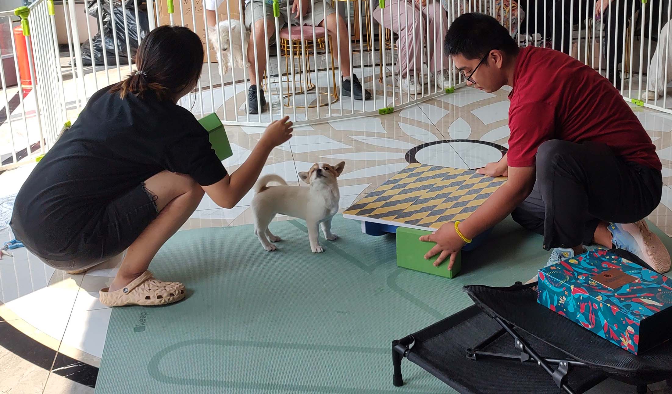 寵物訓練最終目的是什么？為什么要學？