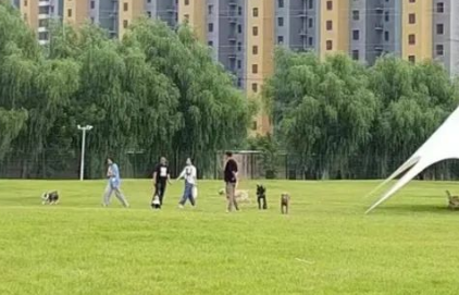宠物陪伴 宠物陪伴