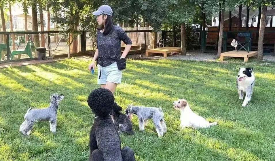 初階課程|沉浸式體驗伴侶動物正向訓(xùn)練師的成長和責(zé)任