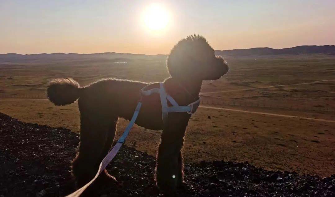 教你瞬間看懂狗狗的情緒變化！