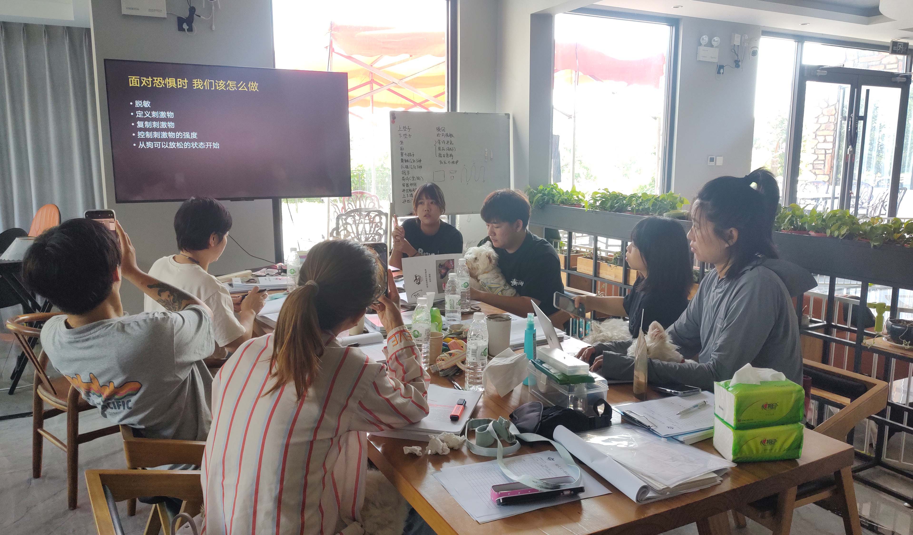 想讓狗狗更聽話，先了解一下四象限吧~