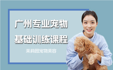 广州专业宠物基础训练课程