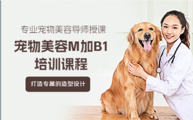 上海宠物美容M加B1培训课程