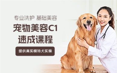 上海宠物美容C1速成课程