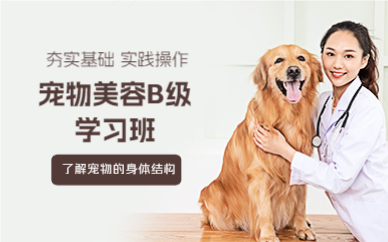 上海宠物美容B级学习班