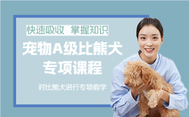 上海宠物A级比熊犬专项课程