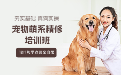 上海松江区宠物萌系精修培训班